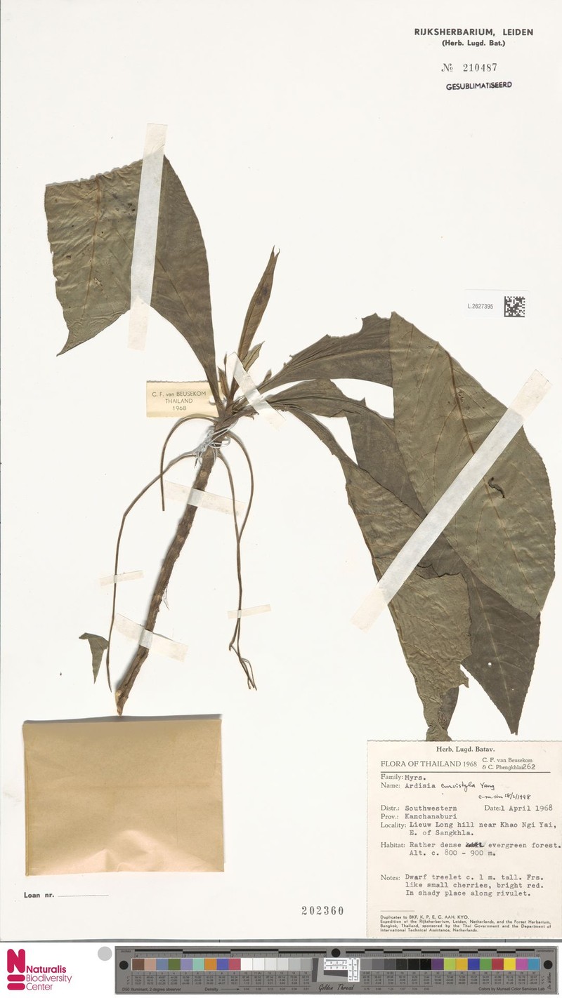 Ardisia curvistyla photo 2