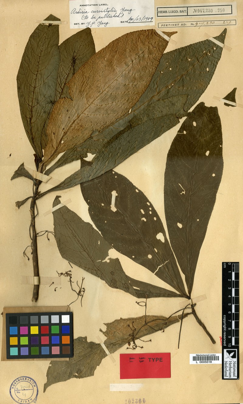 Ardisia curvistyla photo 3