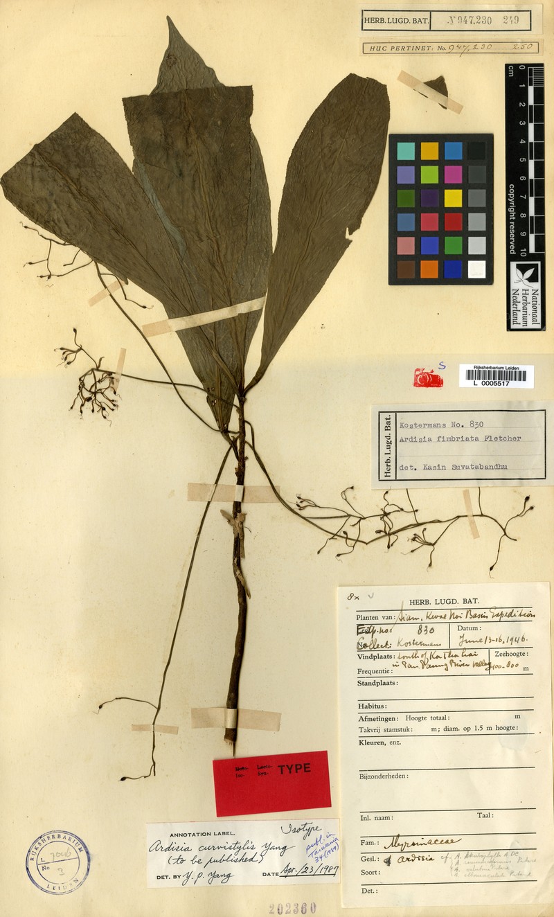 Ardisia curvistyla photo 4
