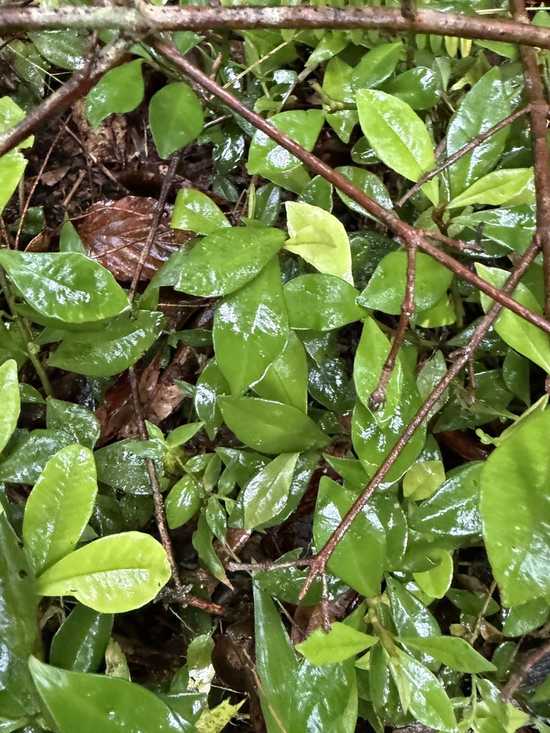 Ardisia cymosa