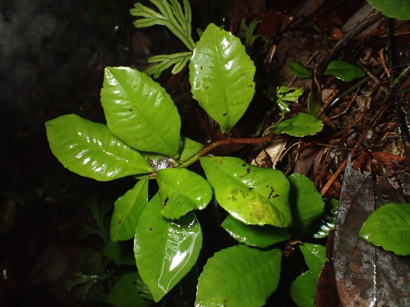 Ardisia cymosa photo 2