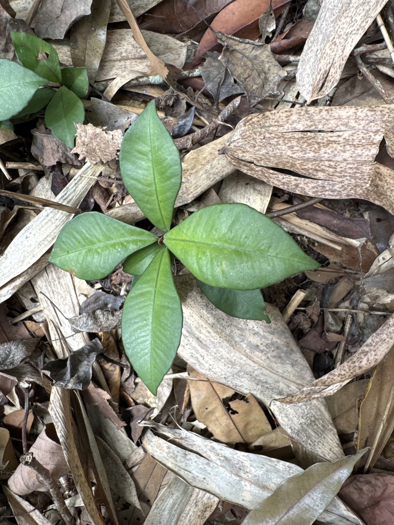 Ardisia cymosa photo 3