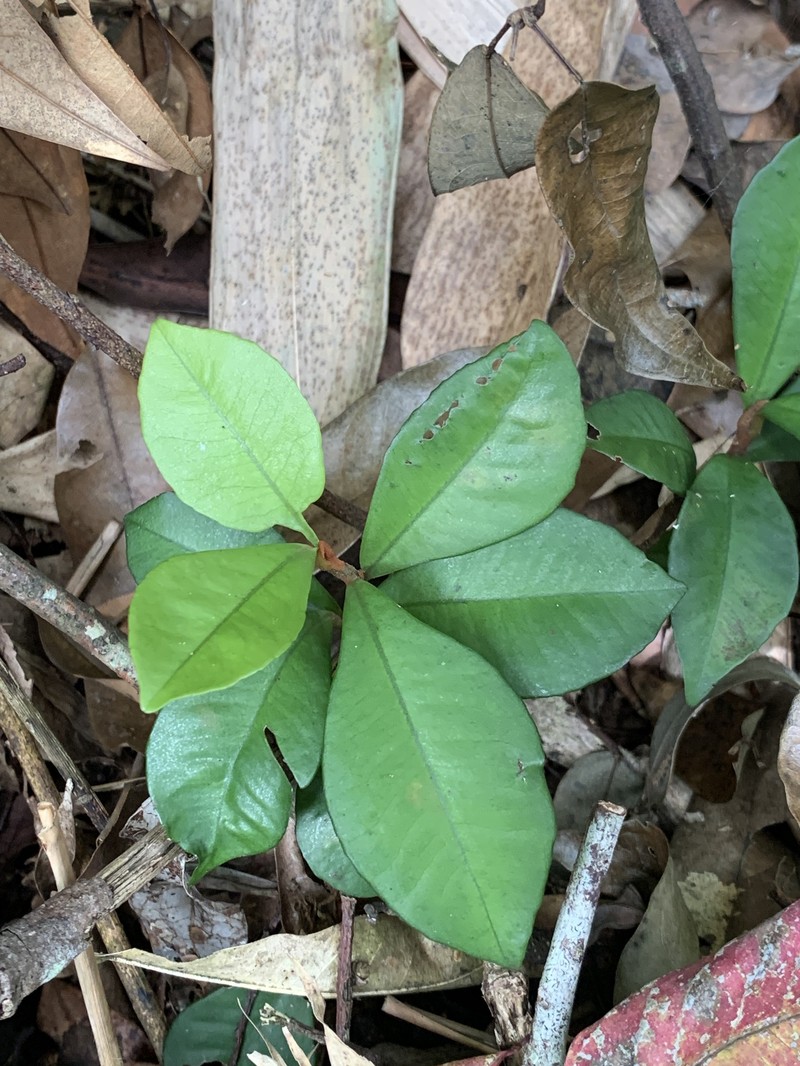 Ardisia cymosa photo 4