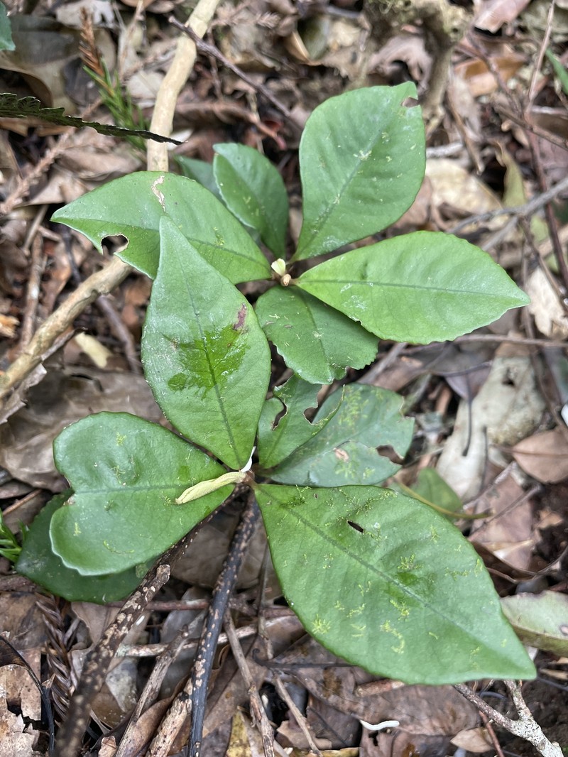Ardisia cymosa photo 5