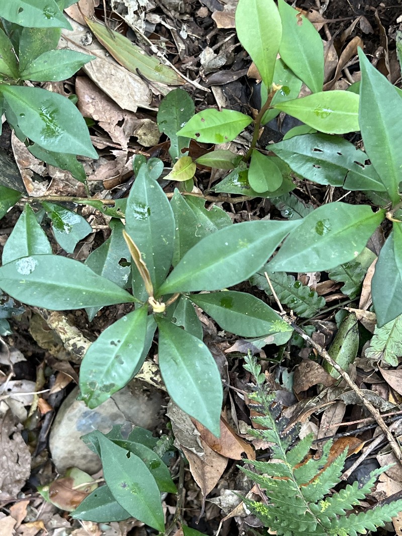 Ardisia cymosa photo 6