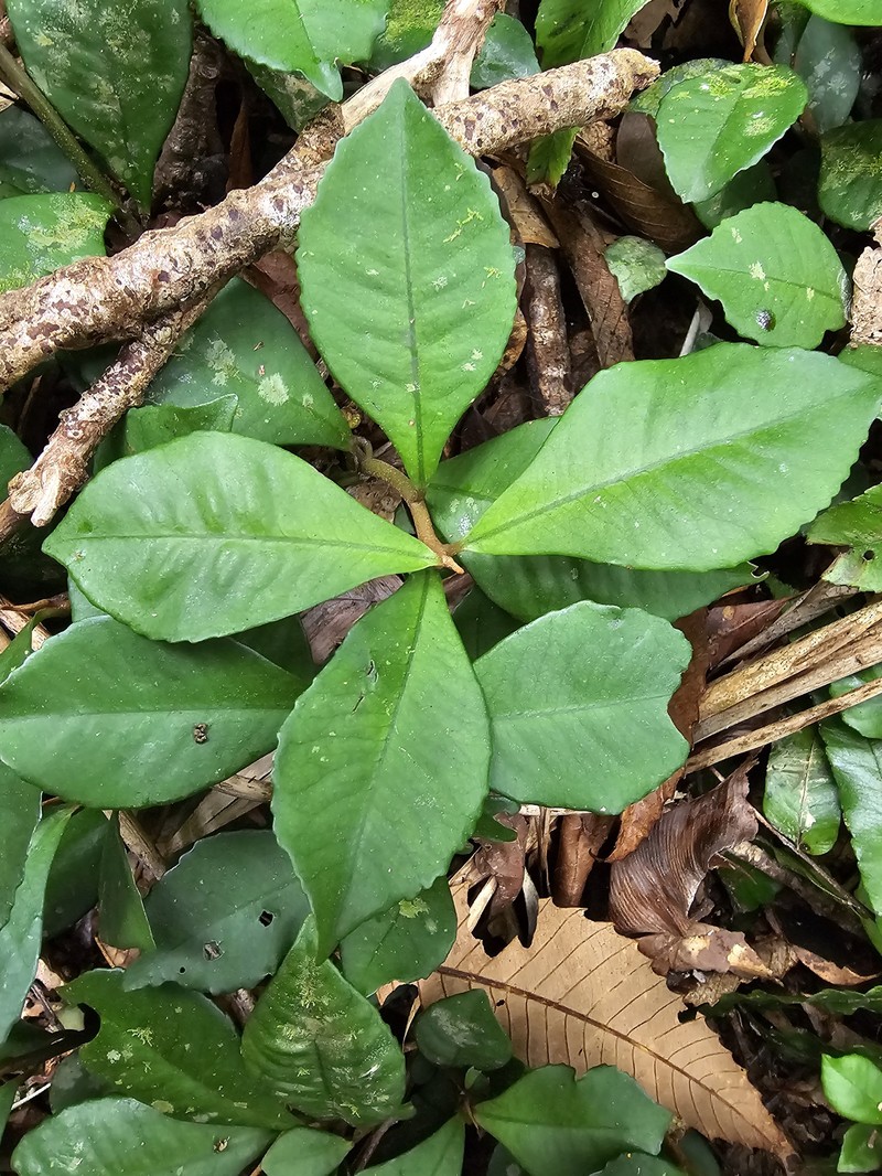 Ardisia cymosa photo 7