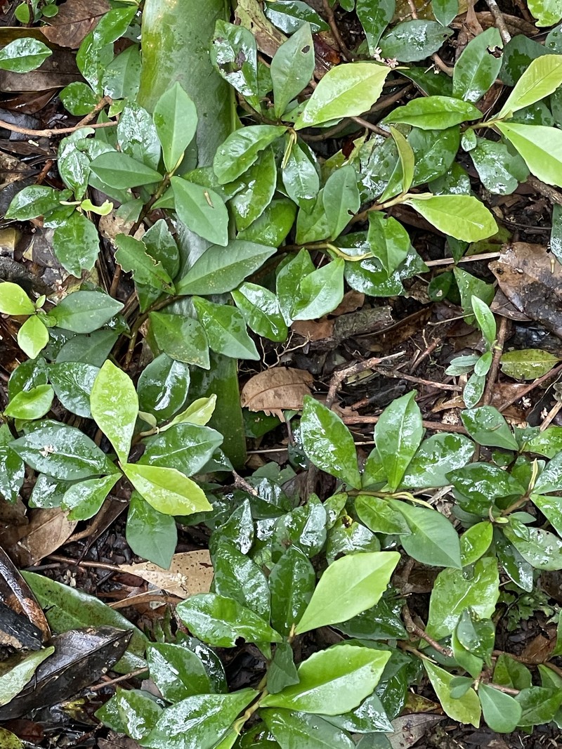 Ardisia cymosa photo 8