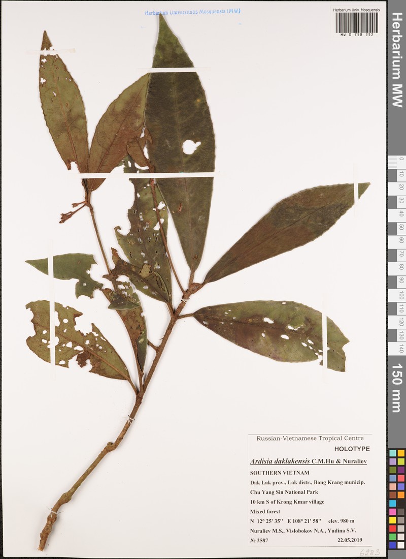 Ardisia daklakensis