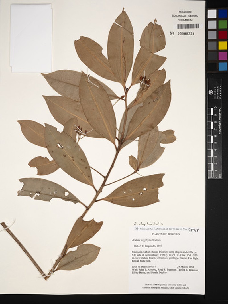 Ardisia daphinifolia photo 3