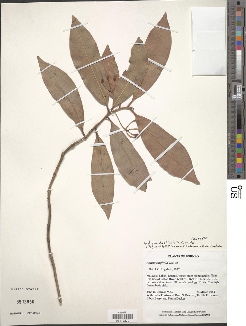 Ardisia daphinifolia photo 4