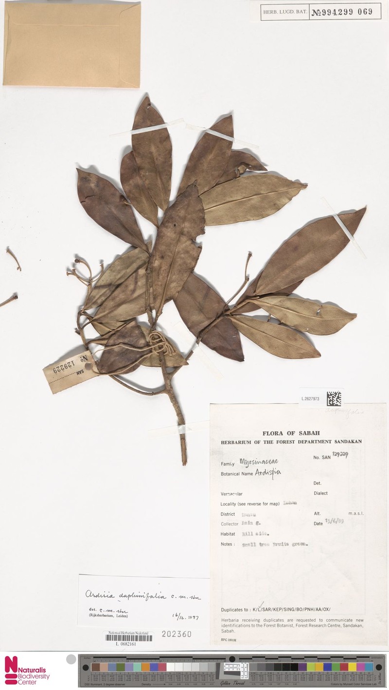 Ardisia daphinifolia