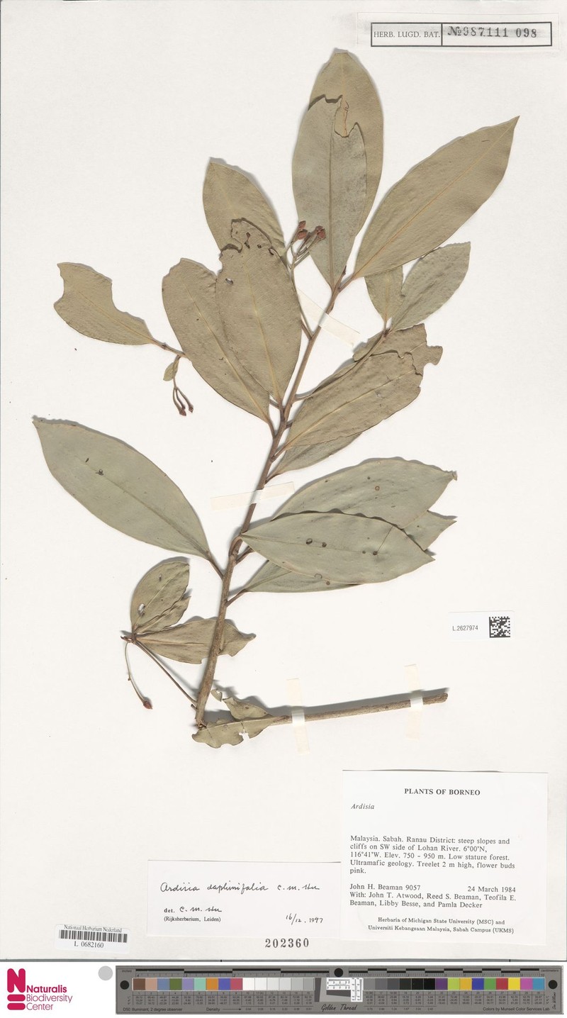 Ardisia daphinifolia photo 2