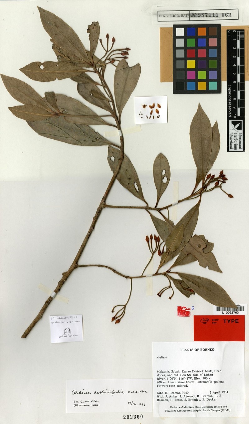 Ardisia daphinifolia photo 3