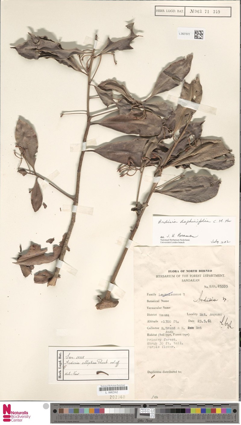 Ardisia daphinifolia photo 4