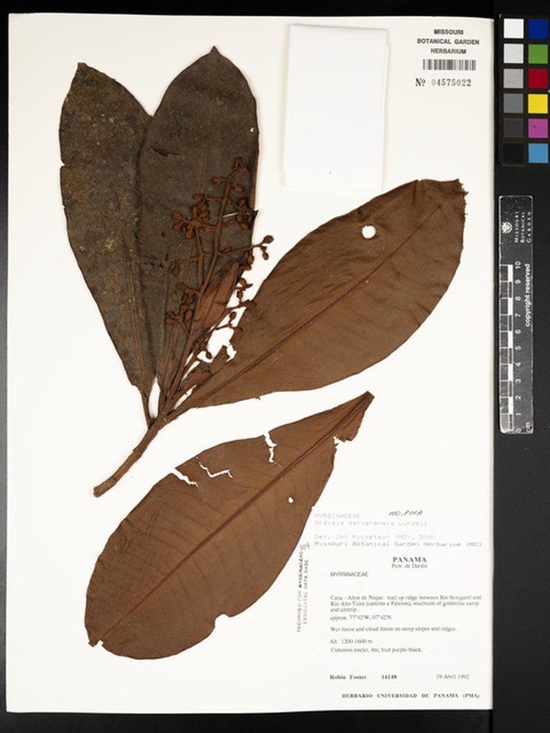Ardisia darienensis