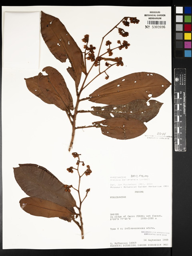 Ardisia darienensis photo 2