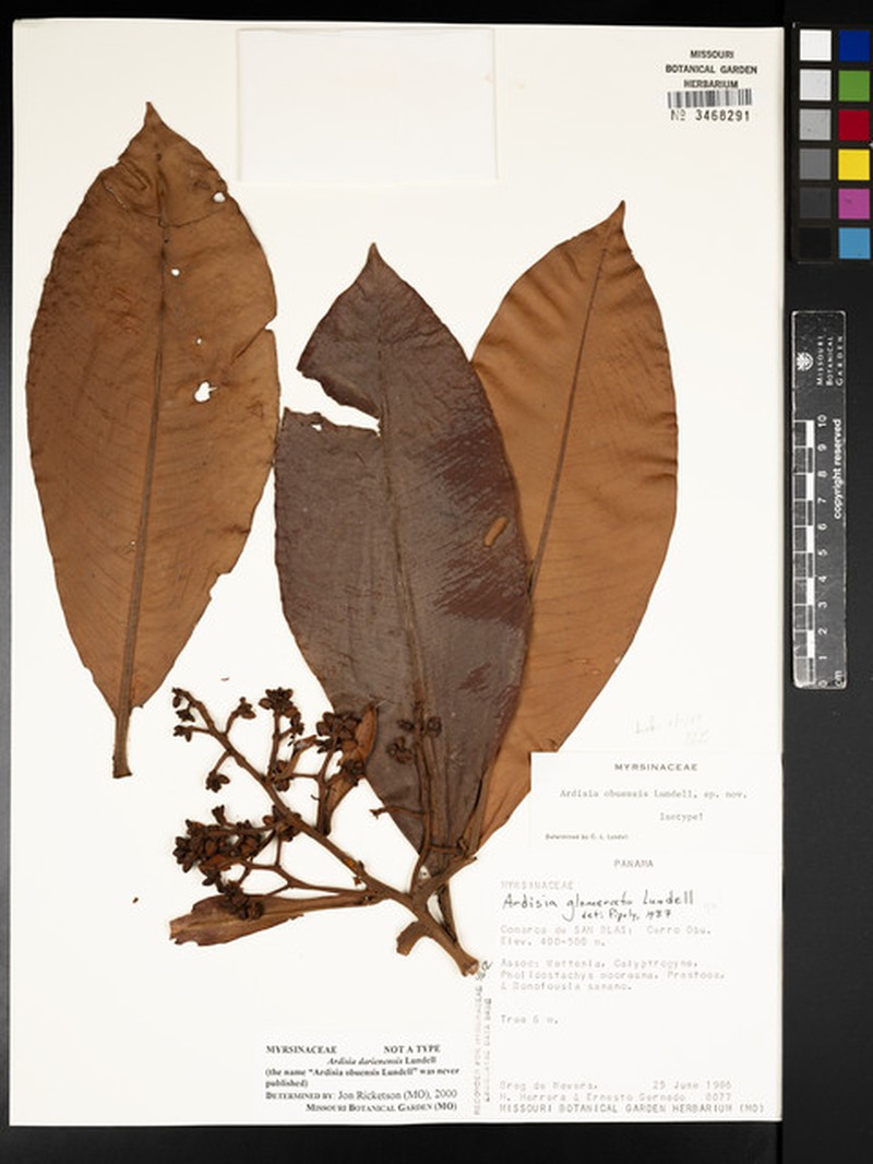 Ardisia darienensis photo 3