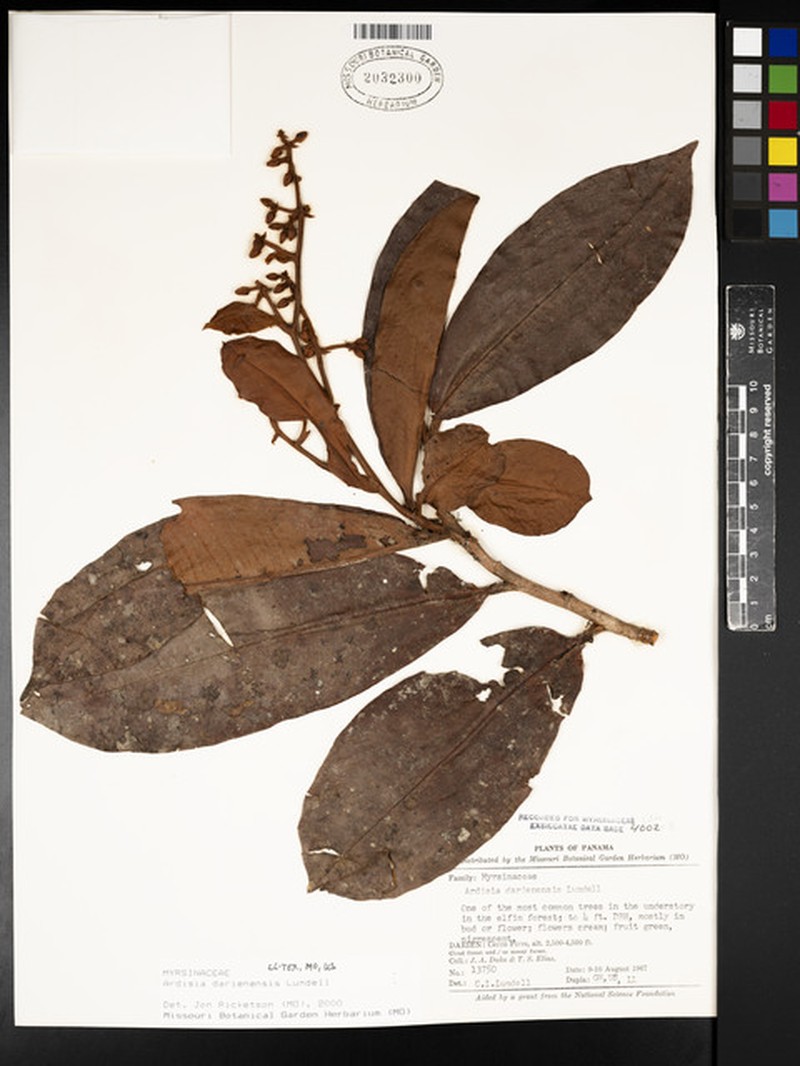 Ardisia darienensis photo 4
