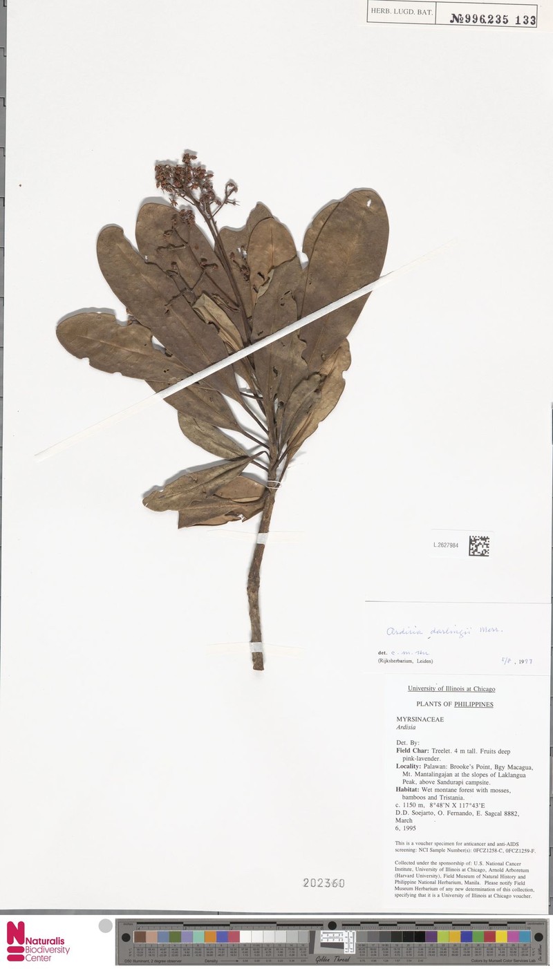 Ardisia darlingii