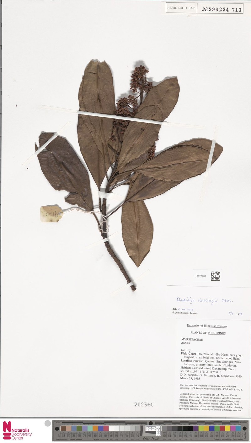 Ardisia darlingii photo 2