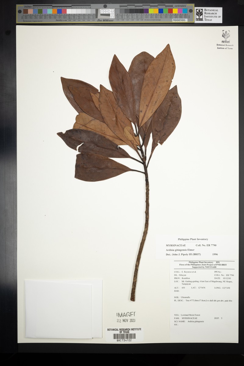 Ardisia darlingii subsp. darlingii