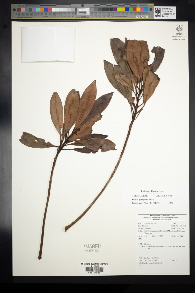Ardisia darlingii subsp. darlingii photo 2