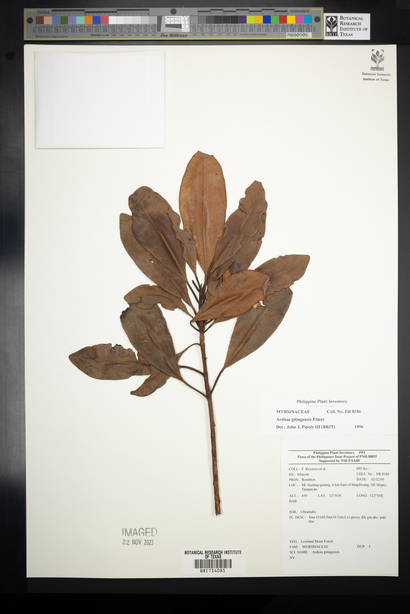 Ardisia darlingii subsp. darlingii photo 3