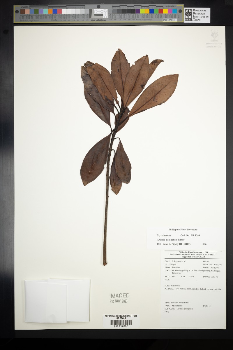 Ardisia darlingii subsp. darlingii photo 4