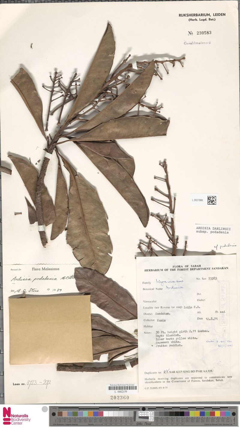 Ardisia darlingii subsp. podadenia