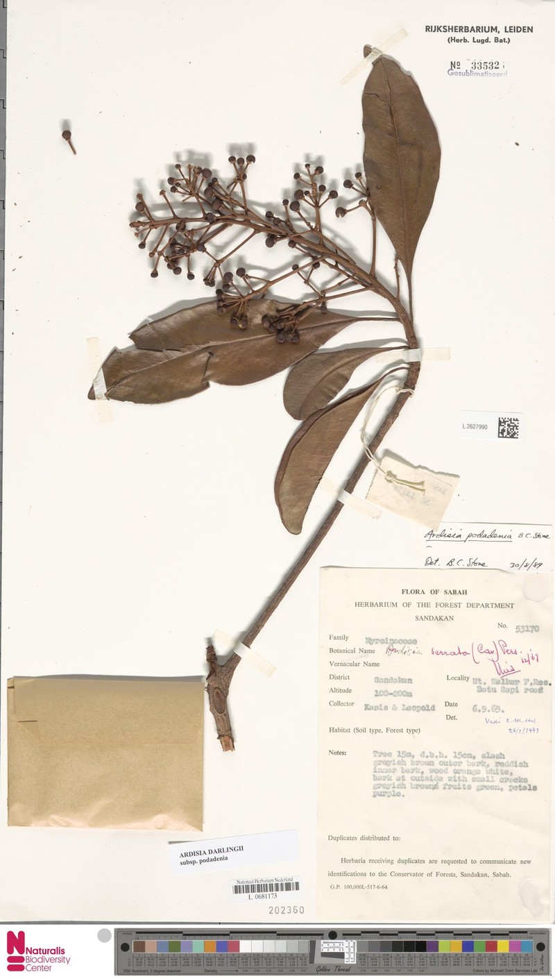 Ardisia darlingii subsp. podadenia photo 2