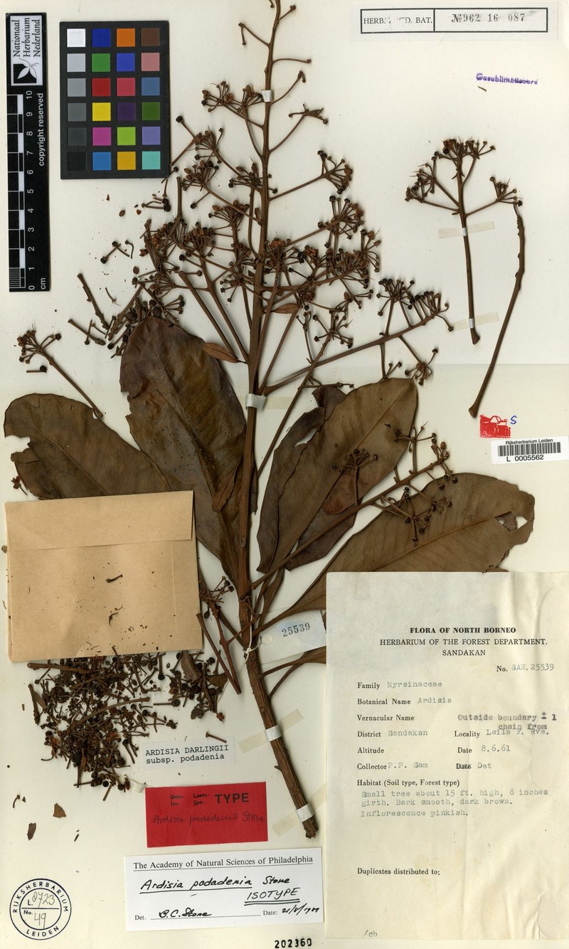 Ardisia darlingii subsp. podadenia photo 3
