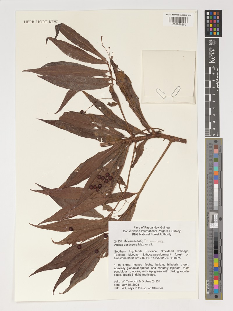 Ardisia dasyneura