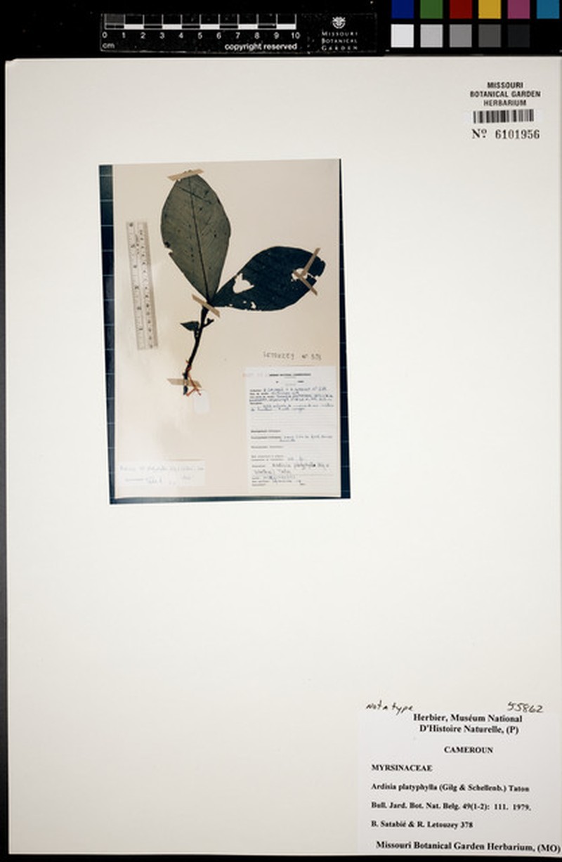 Ardisia dekinderi