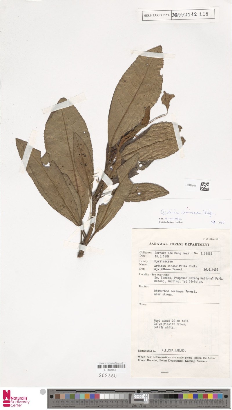 Ardisia demissa photo 3