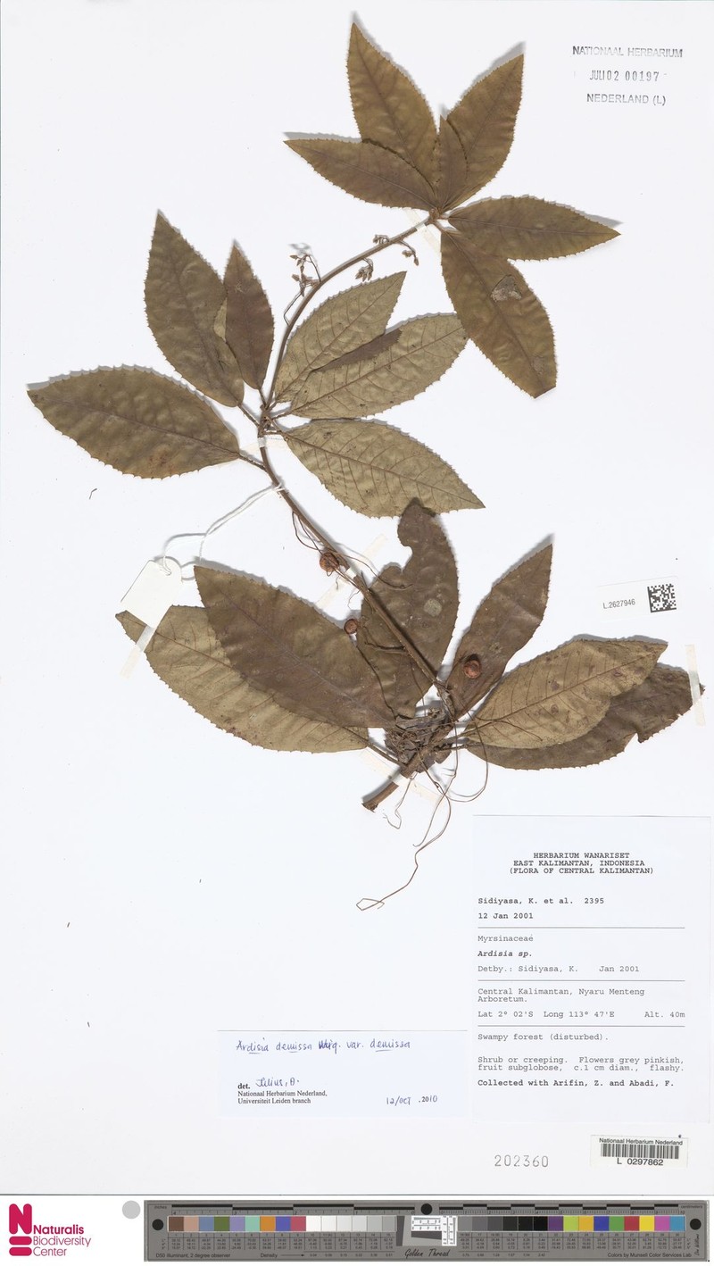 Ardisia demissa var. demissa