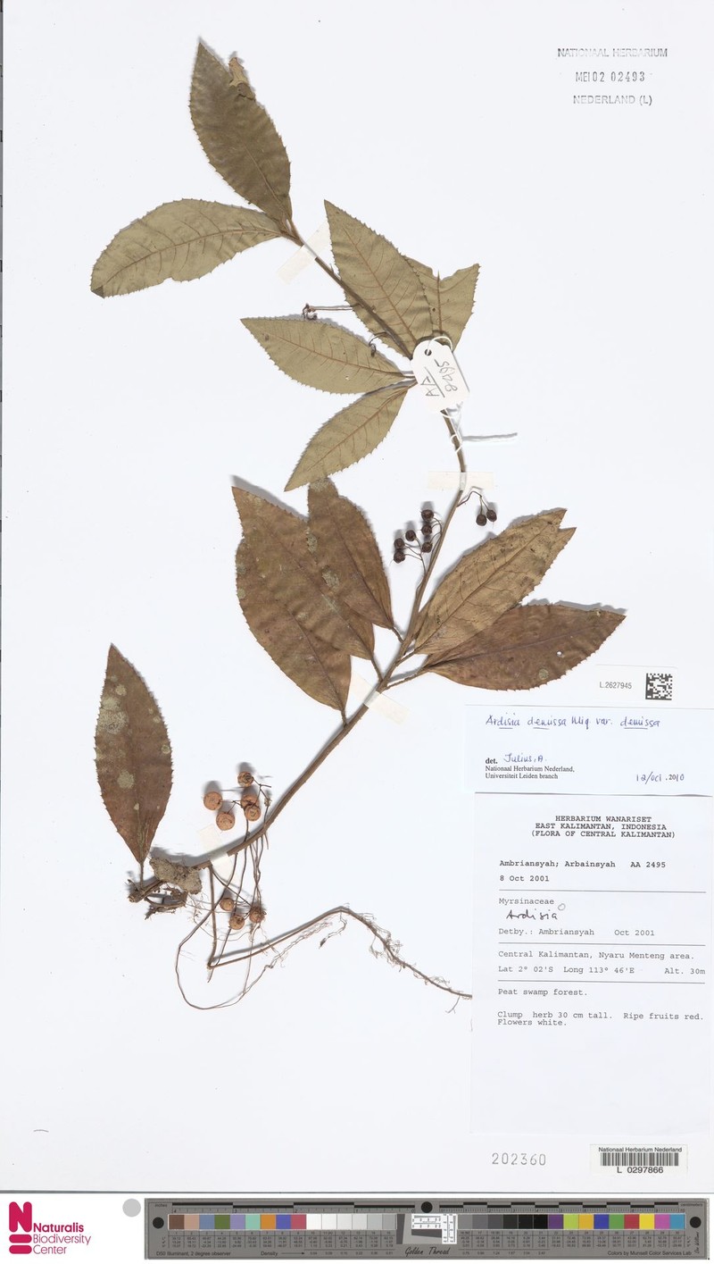 Ardisia demissa var. demissa photo 2