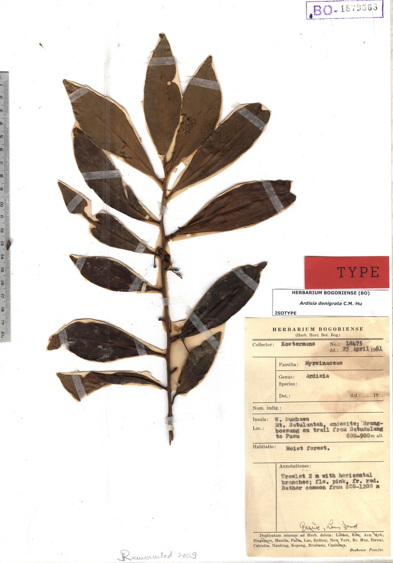 Ardisia denigrata