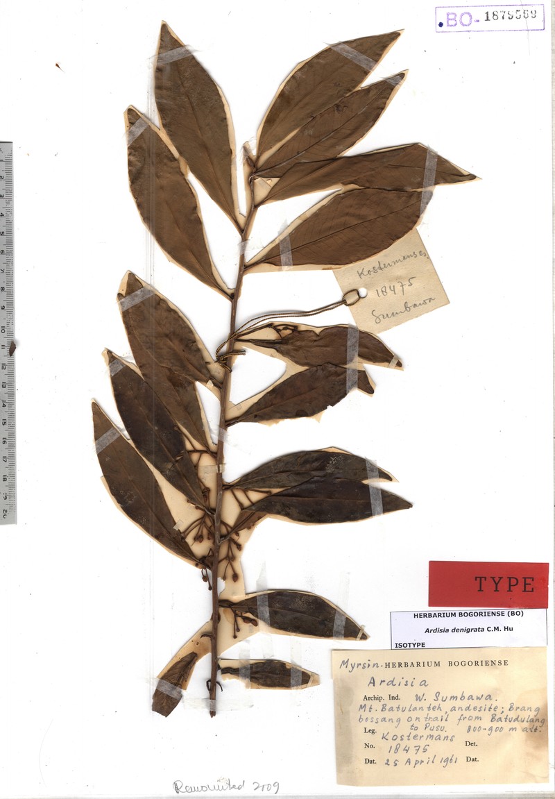 Ardisia denigrata photo 2