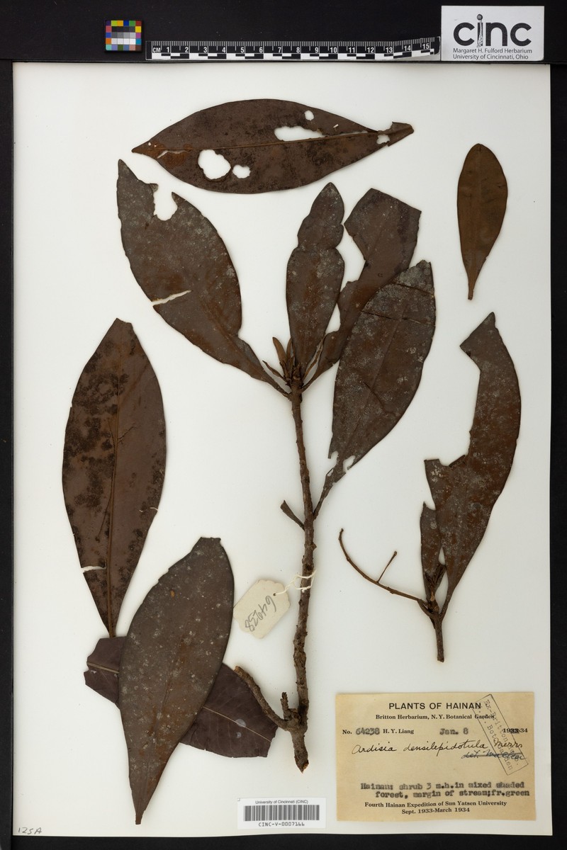 Ardisia densilepidotula