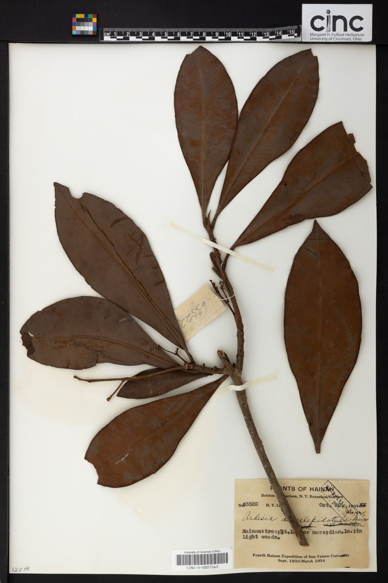 Ardisia densilepidotula photo 2