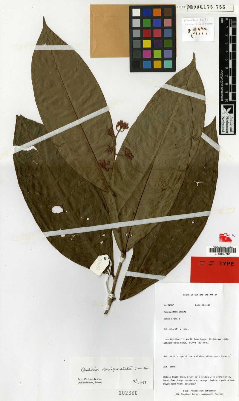 Ardisia densipunctata