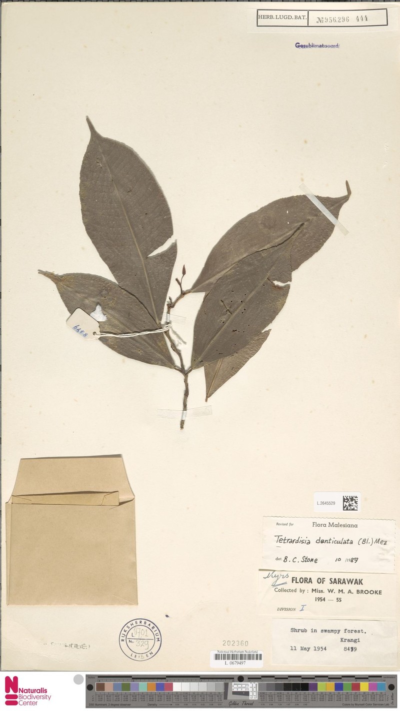 Ardisia denticulata