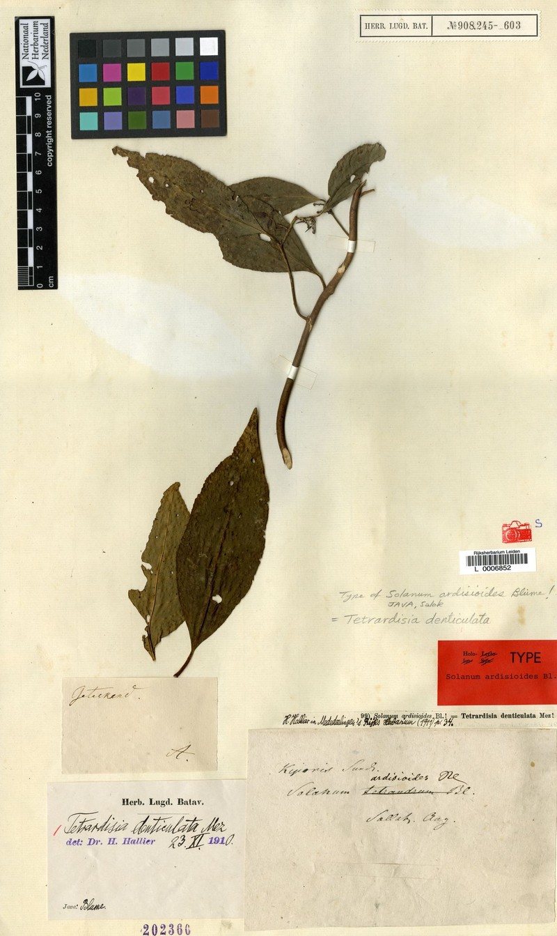 Ardisia denticulata photo 2
