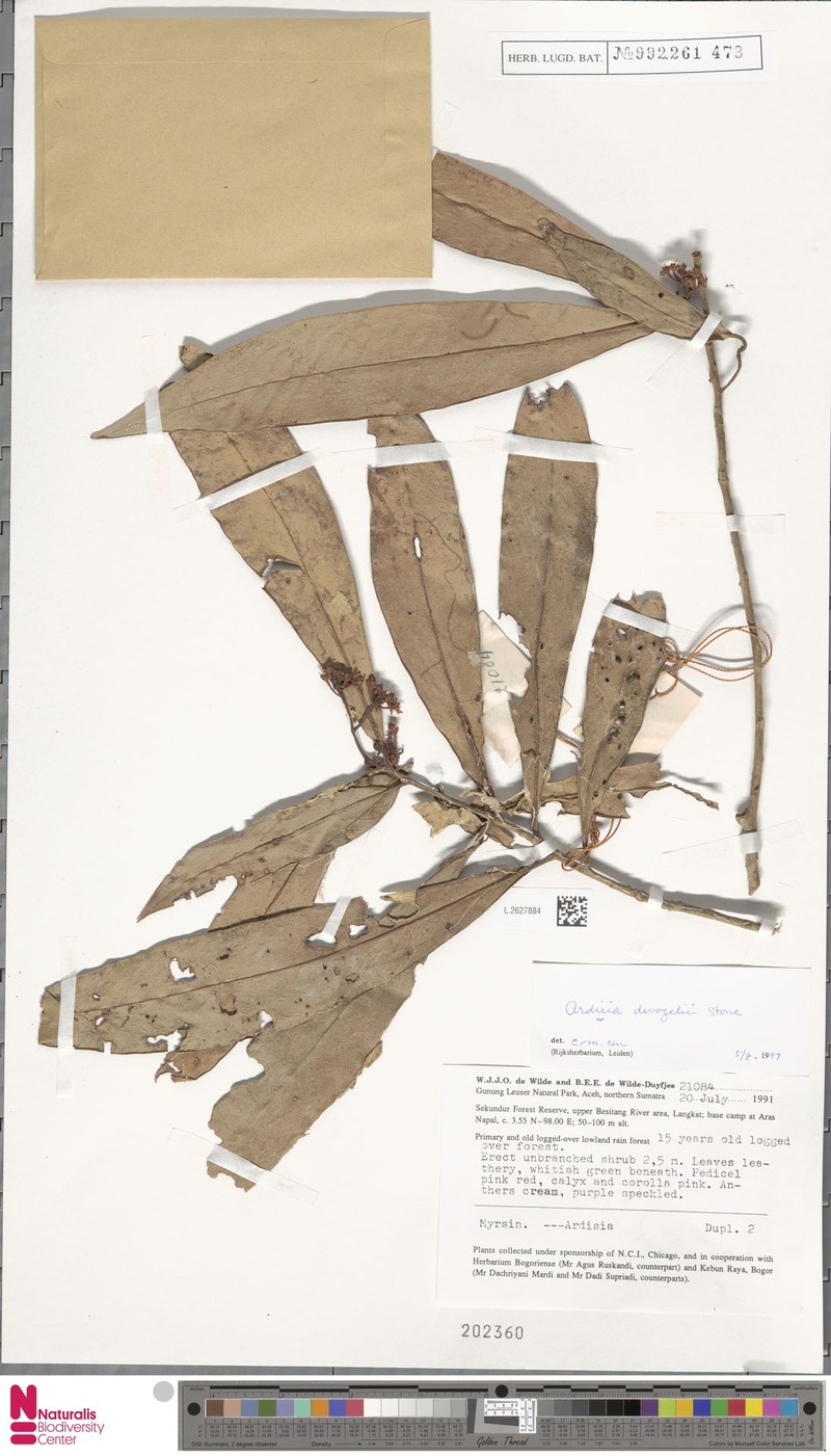 Ardisia devogelii