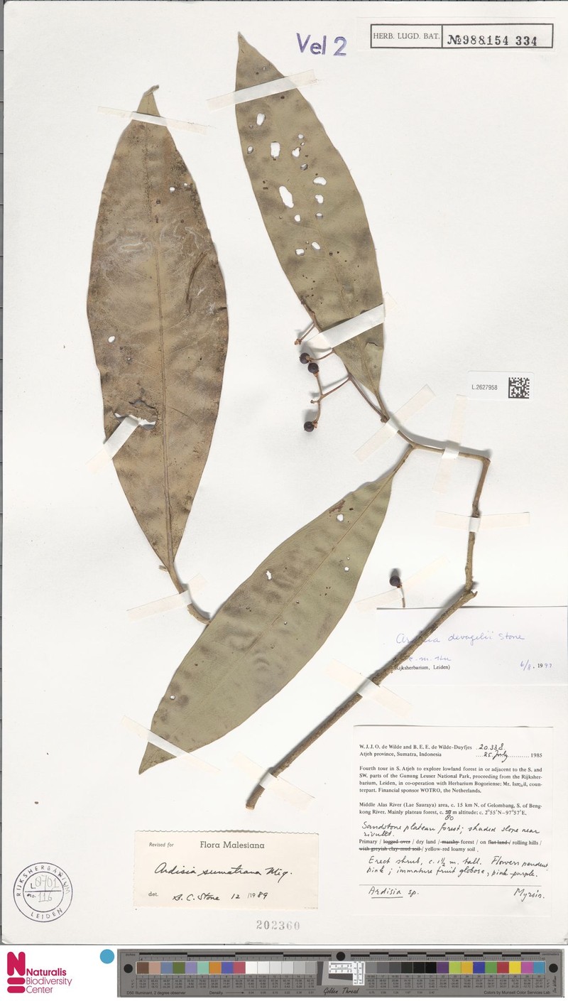 Ardisia devogelii photo 3