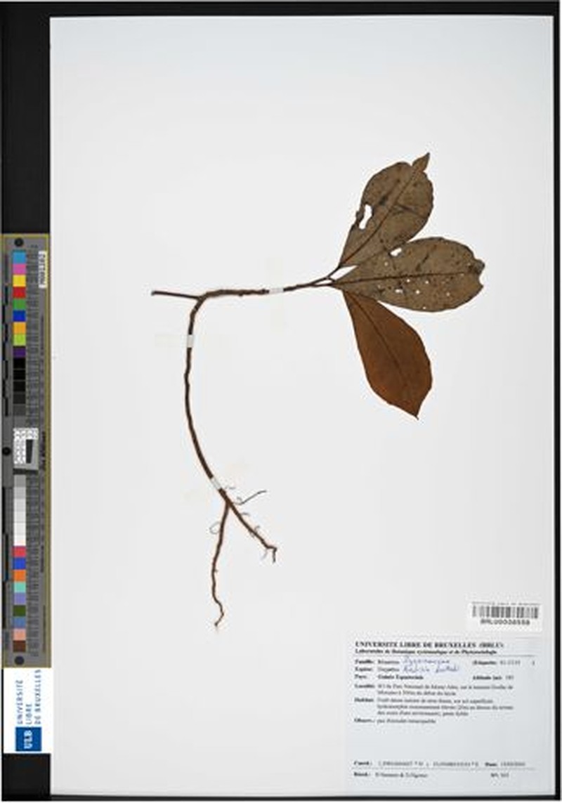Ardisia devredii photo 4
