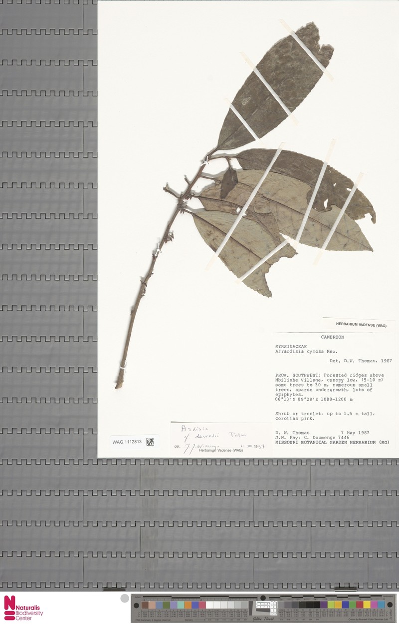 Ardisia devredii photo 8