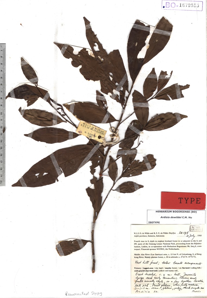 Ardisia dewildei