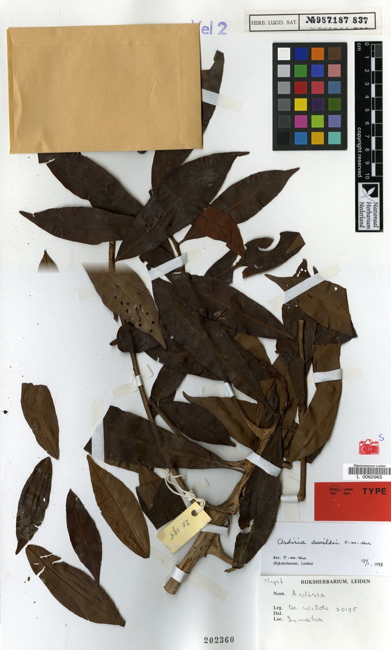 Ardisia dewildei photo 2