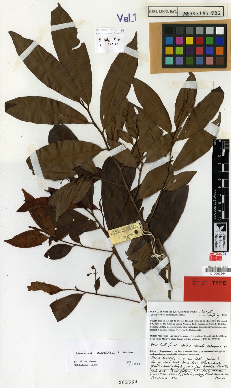 Ardisia dewildei photo 3